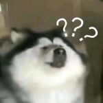 企鹅的头像-懒狗资源站